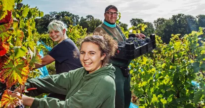 Mitarbeiter bei der Weinlese auf dem Königlichen Weinberg in Potsdam