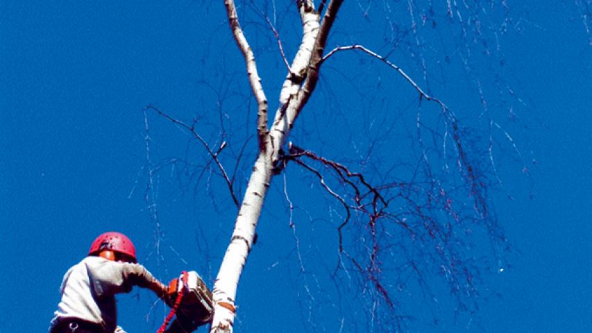 Mitarbeiter der Garten- und Landschaftspflege fällt einen Baum beim Beklettern