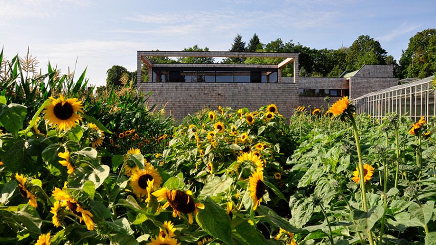 Werkstattgebäude im Gärtnerhof Charlottenburg mit Sonnenblumen