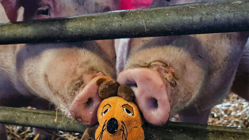 Türen auf mit der Maus-Tag 2024 auf dem Ökohof Kuhhorst - unsere Schweine lieben es
