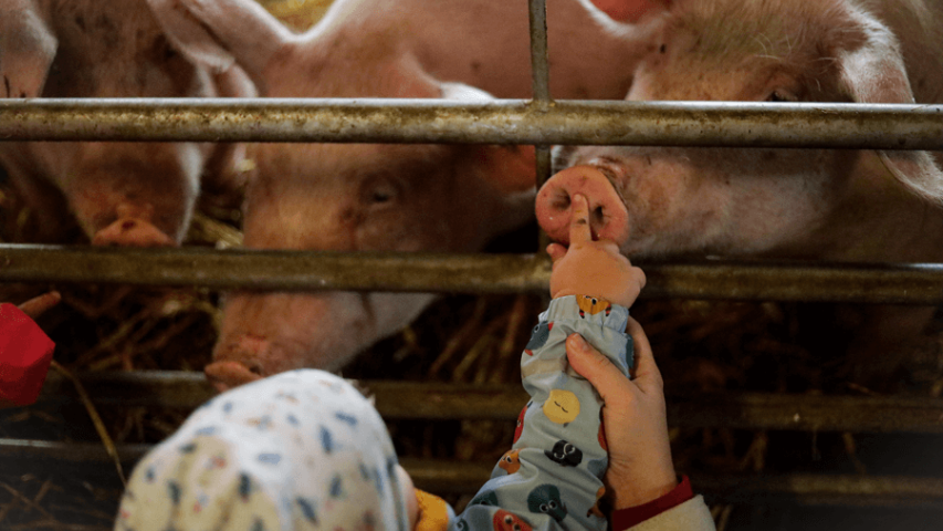 Türen auf mit der Maus-Tag 2024 auf dem Ökohof Kuhhorst - Tiere hautnah