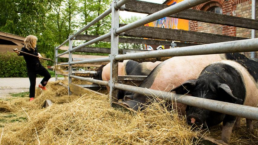 Fütterung der Schweine auf dem Ökohof Kuhhorst