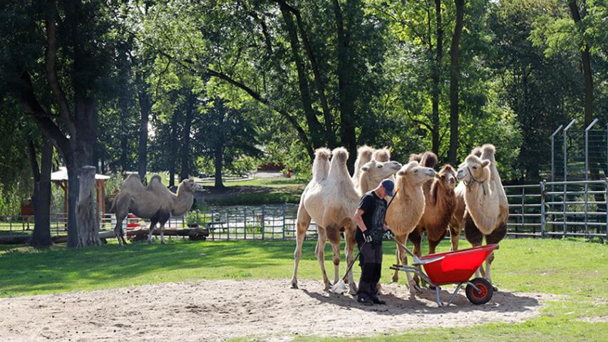 Gruppe von Kamelen mit Tierpfleger