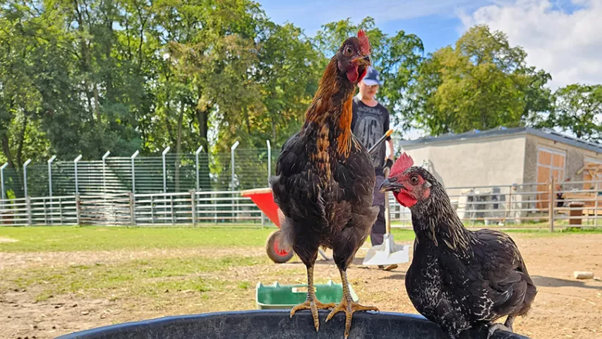 Zwei Hühner auf einem Wasserbecken